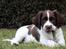 Engelsk springer spaniel Sako