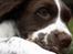 Engelsk springer spaniel Sako