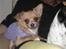 Chihuahua Nuggi - Nuggi som baby