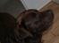 Labrador retriever Albert - snus, snus :*