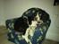 Engelsk springer spaniel Zenta R.I.P.