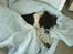 Engelsk springer spaniel Zenta R.I.P.