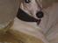 Whippet Hugo  - Smukke dreng
