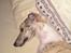 Whippet Hugo  - Indtager sengen om morgenen :-)