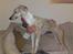 Whippet Hugo  - Lige ankommet :-)