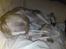 Whippet Hugo  - sove sove sove :-)