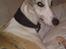 Whippet Hugo  - smuk :-)