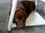 Labrador retriever chivas<33 R.I.P :'( :'( - jeger altså træt nu efter a ha været med ude i haven ;D <3 
