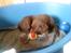 Labrador retriever chivas<33 R.I.P :'( :'( - han er så sød når han sover <3 