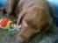 Labrador retriever chivas<33 R.I.P :'( :'( - elsker dig sq mulle <3 
