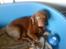 Labrador retriever chivas<33 R.I.P :'( :'( - hov! er det mig du tager billed a? ?  ;D <3 