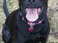 Blanding af racer Laika 