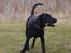 Blanding af racer Laika 