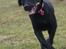 Blanding af racer Laika 