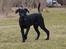 Blanding af racer Laika 