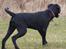 Blanding af racer Laika 