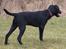 Blanding af racer Laika 