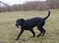 Blanding af racer Laika 