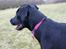 Blanding af racer Laika 