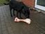Labrador retriever lucky R.I.P )=