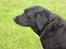 Labrador retriever lucky R.I.P )=