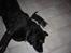 Labrador retriever lucky R.I.P )=