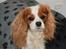 Cavalier king charles spaniel Molly Død 1 Februar 2010. - R.I.P. Min elskede Molly jeg savner dig. Kys fra Mor.