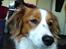 Kooikerhondje Høgedals Zita