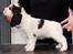Cocker spaniel Vanilla Joy Dream Design - Ditte - 7 uger gammel