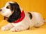 Cocker spaniel Vanilla Joy Dream Design - Ditte - 8 uger gammel