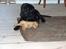 Labrador retriever Luker-boy<33-Jose