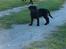 Labrador retriever Luker-boy<33-Jose