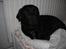 Labrador retriever Luker-boy<33-Jose