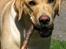 Labrador retriever Freja