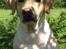 Labrador retriever Freja