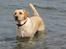 Labrador retriever Freja