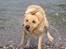 Labrador retriever Freja