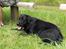 Labrador retriever Dexter