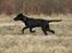 Blanding af racer Laika 