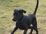 Blanding af racer Laika 