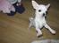 Chihuahua Lykke   " nu i pleje "