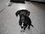 Labrador retriever / Gammel Dansk Hønsehund