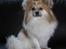 Blanding af racer Chi/Papillon Max*R.I.P*