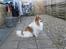 Blanding af racer Chi/Papillon Max*R.I.P*