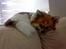 Blanding af racer Chi/Papillon Max*R.I.P*