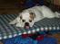 Engelsk bulldog Lullu