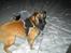 Blanding af racer Chigo