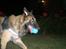 Blanding af racer Chigo