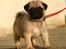 Mops Must Have Angelina Jolie - Ja.... du kaldte , Lotte.... ;o)