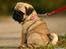Mops Must Have Angelina Jolie